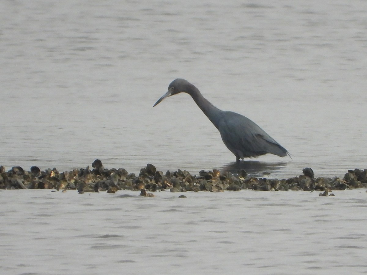 Little Blue Heron - ML647687350