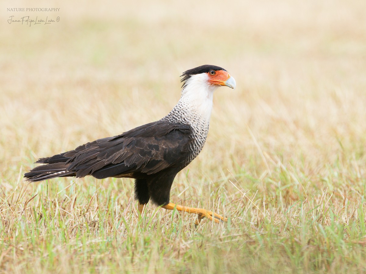 Crested Caracara - ML647687351