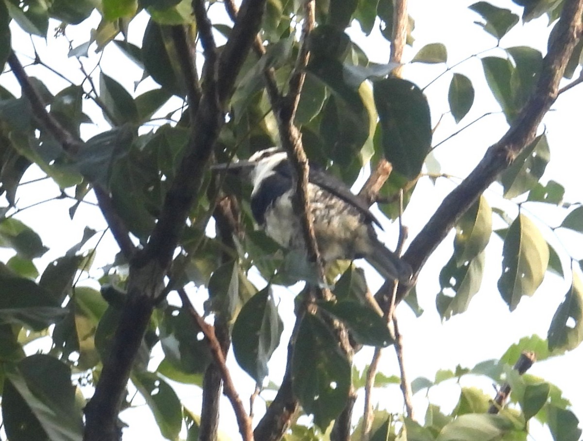 Gilded Barbet - ML647687354