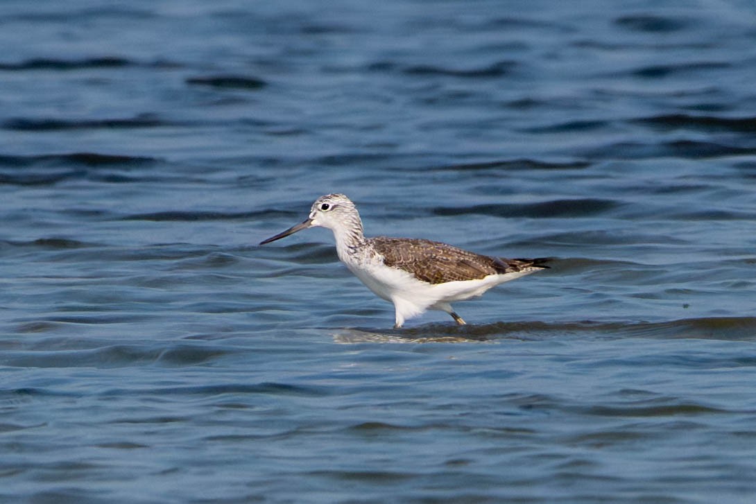 Common Greenshank - ML647687355
