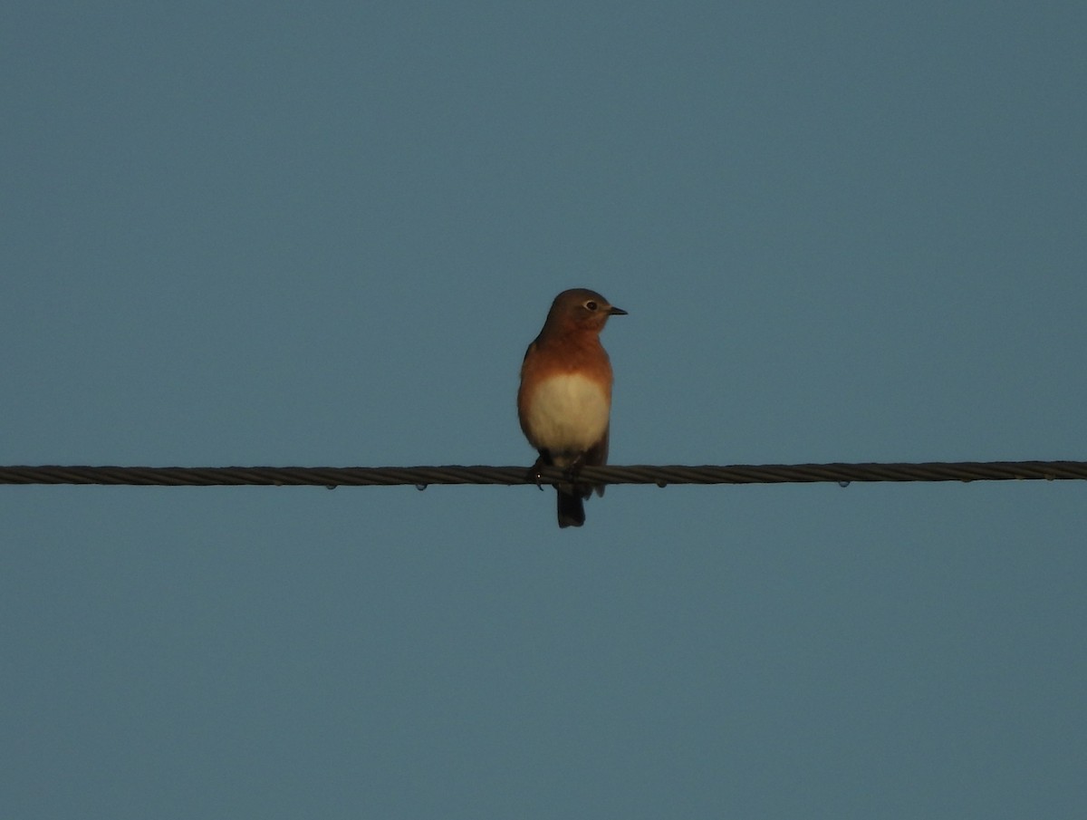 Eastern Bluebird - ML647687356
