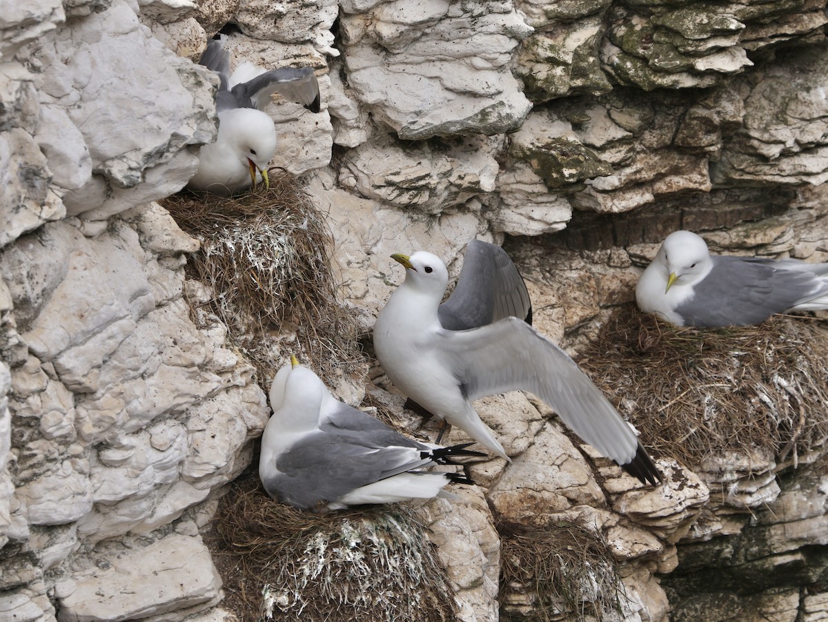 Black-legged Kittiwake - ML647687362