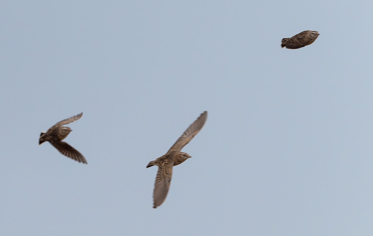 Mongolian Short-toed Lark - ML647687368