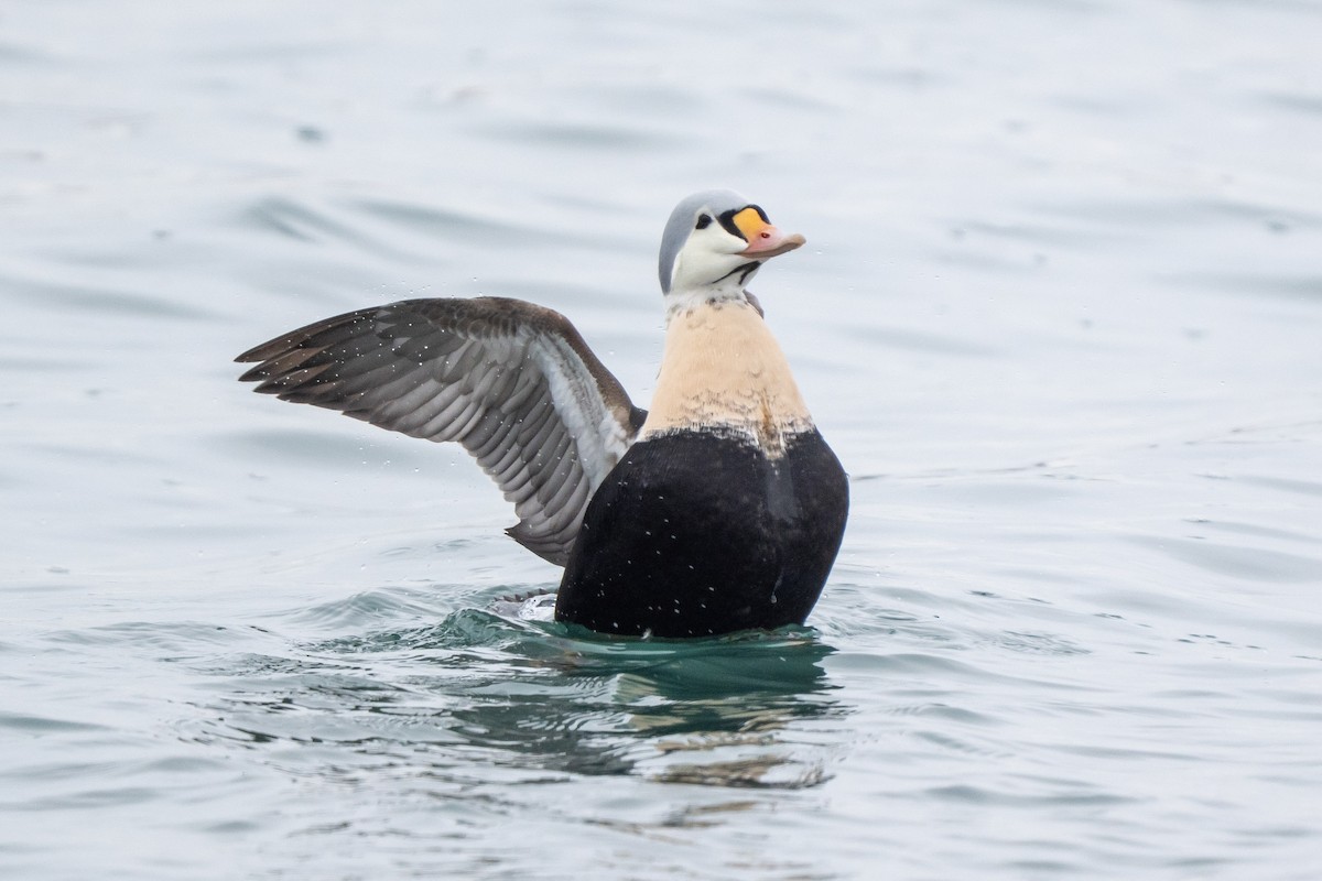 Гага-гребенушка - ML647687372