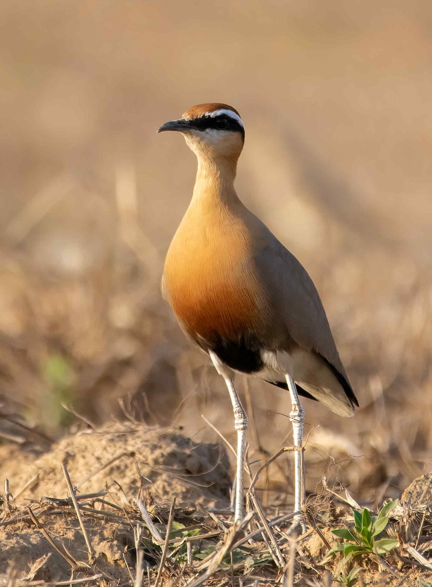 Indian Courser - ML647687377