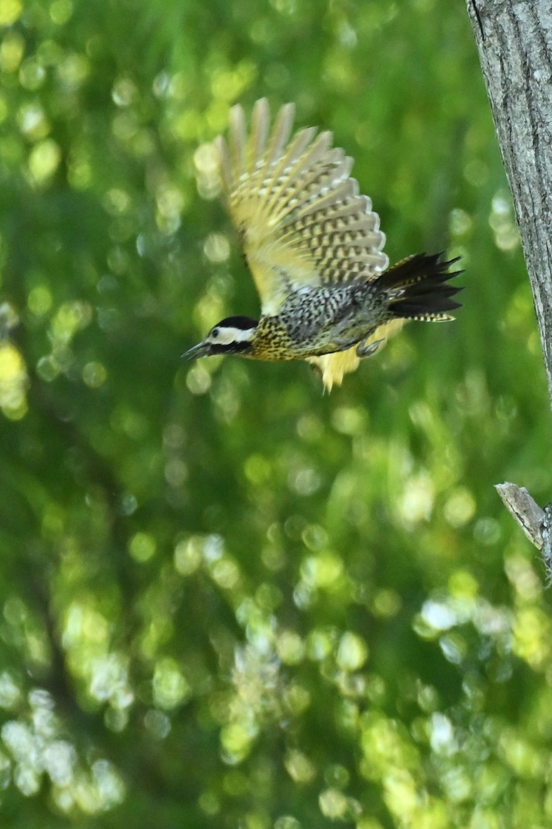 Черноусый дятел - ML647687381