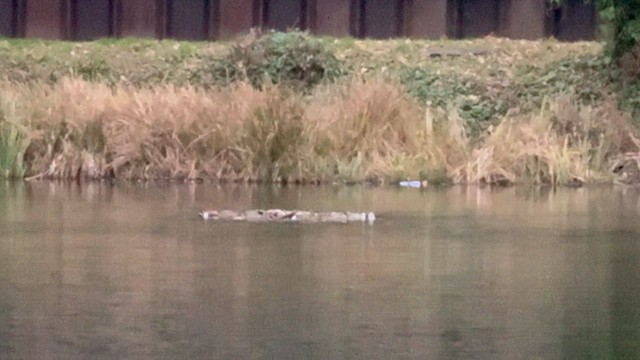 מרית צפונית - ML647687388