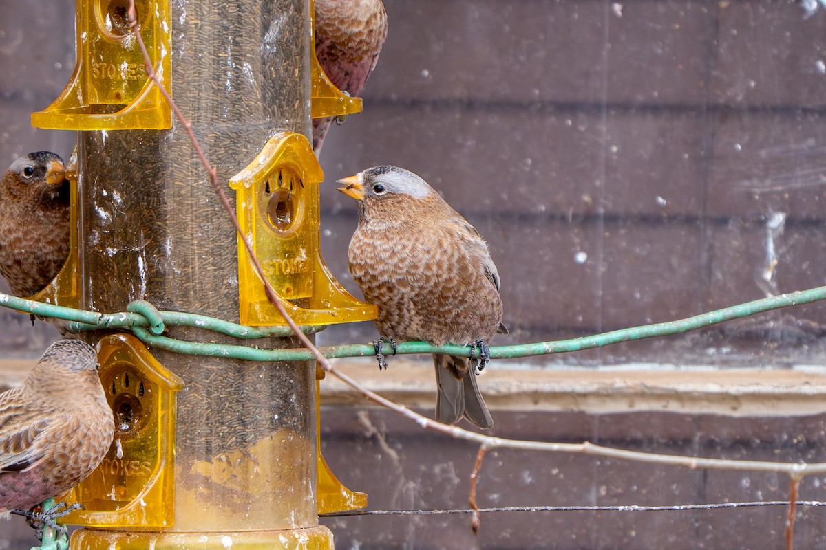 Gray-crowned Rosy-Finch (Gray-crowned) - ML647687392