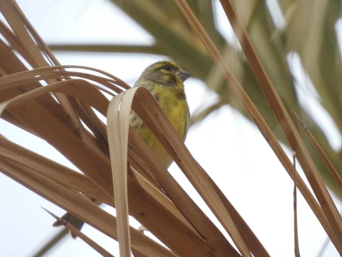 Girlitz - ML647687401