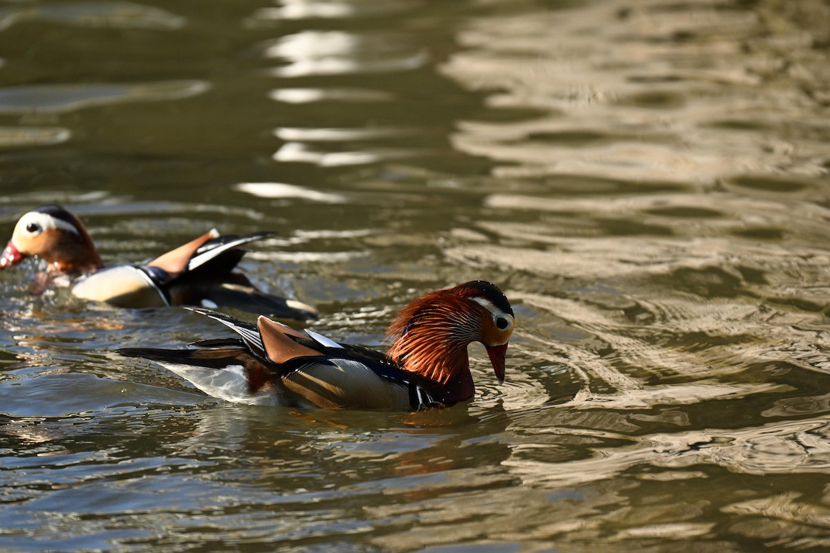 Мандаринка - ML647687419