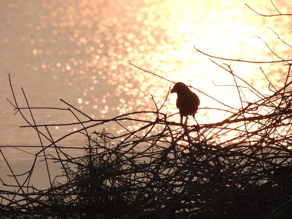 Large-billed Crow - ML647687431