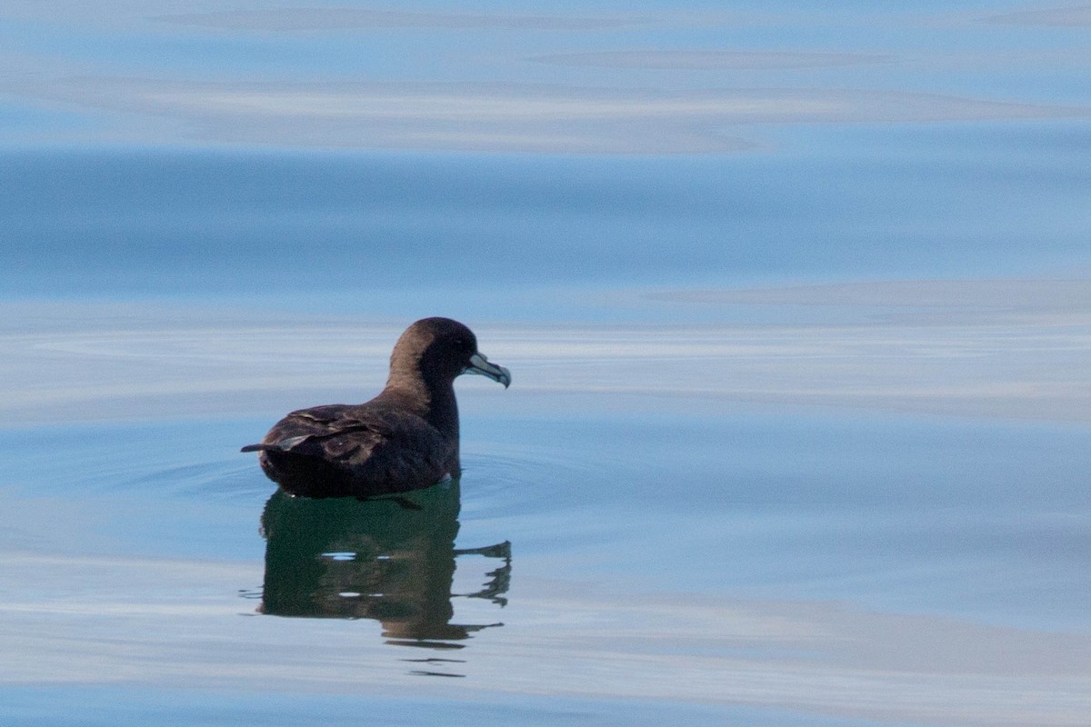 Beyaz Gıdılı Yelkovan - ML647687438