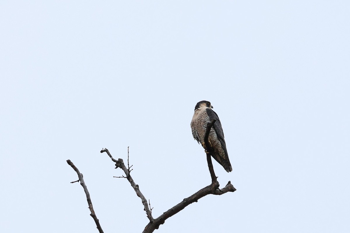 Peregrine Falcon - ML647687446