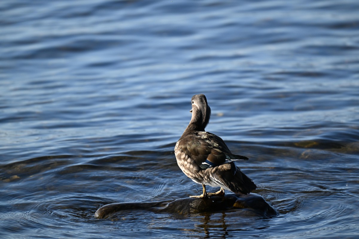 Мандаринка - ML647687450