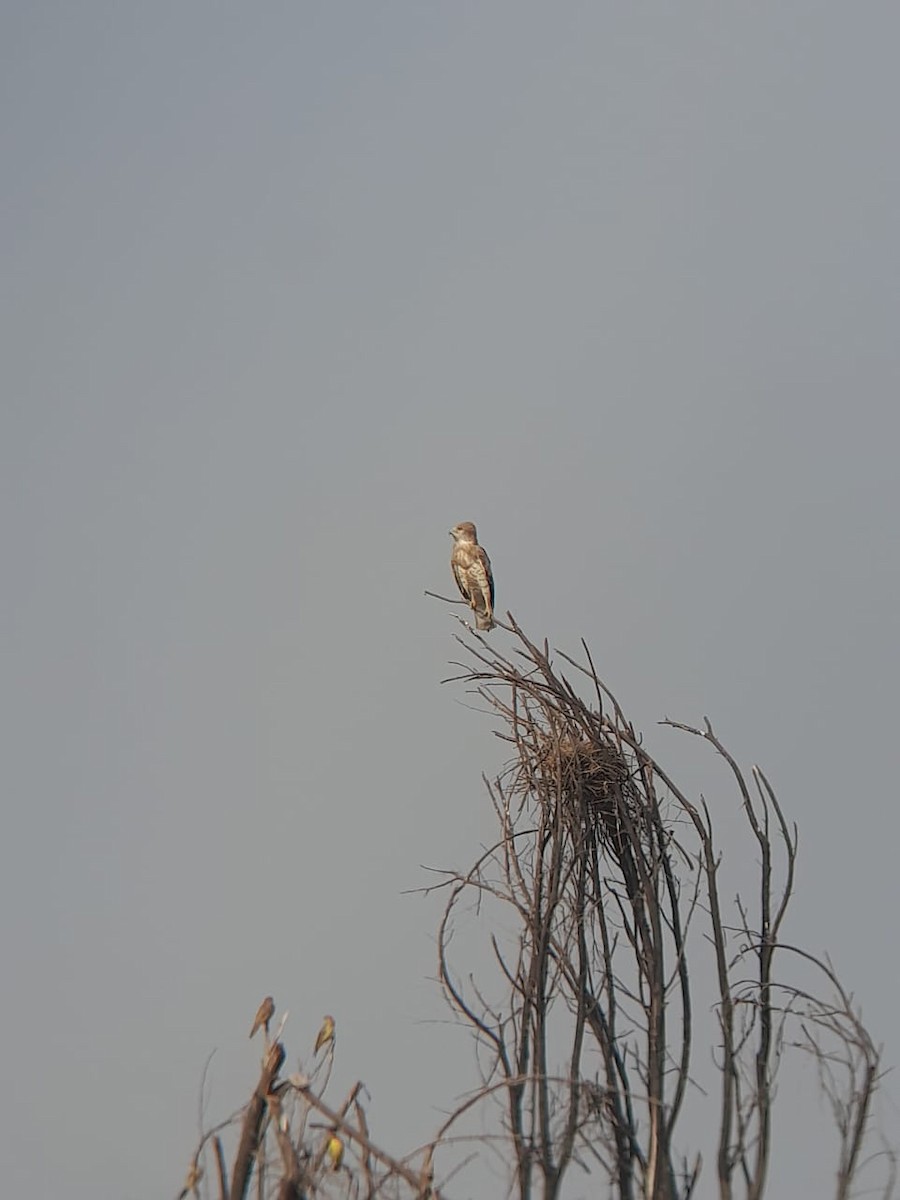 Short-toed Snake-Eagle - ML647687480