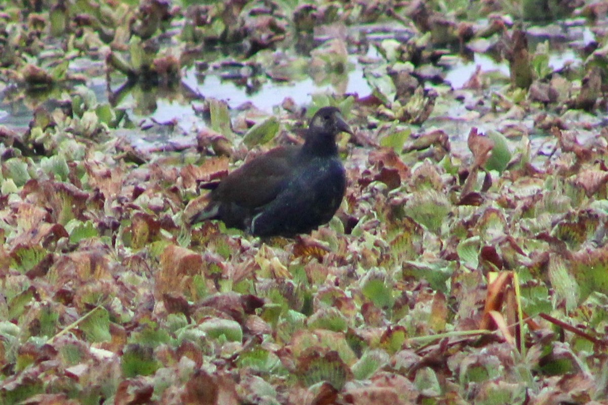 Курочка латиноамериканська - ML647687481