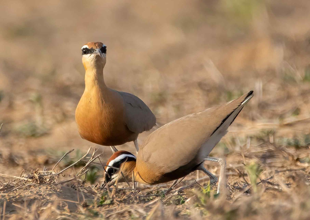 Indian Courser - ML647687492