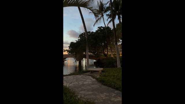 מיינה מצויה - ML647687526