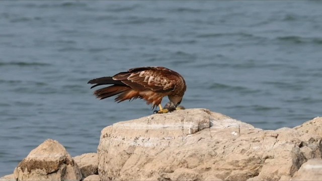 Brahminy Kite - ML647687539