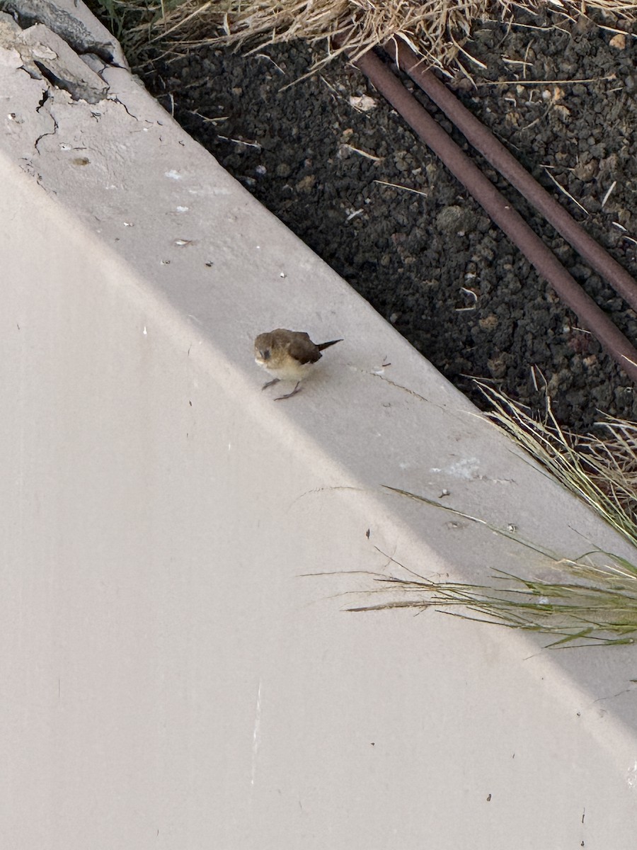 アフリカギンバシ - ML647687543