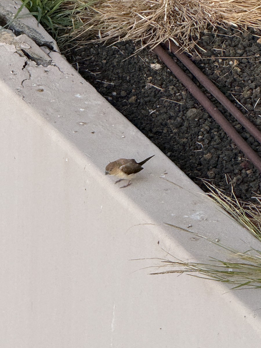 アフリカギンバシ - ML647687544