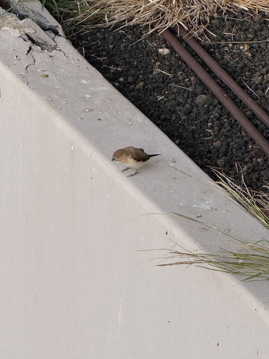 アフリカギンバシ - ML647687545