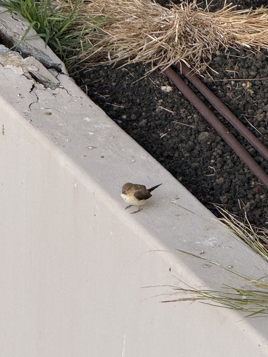 アフリカギンバシ - ML647687546