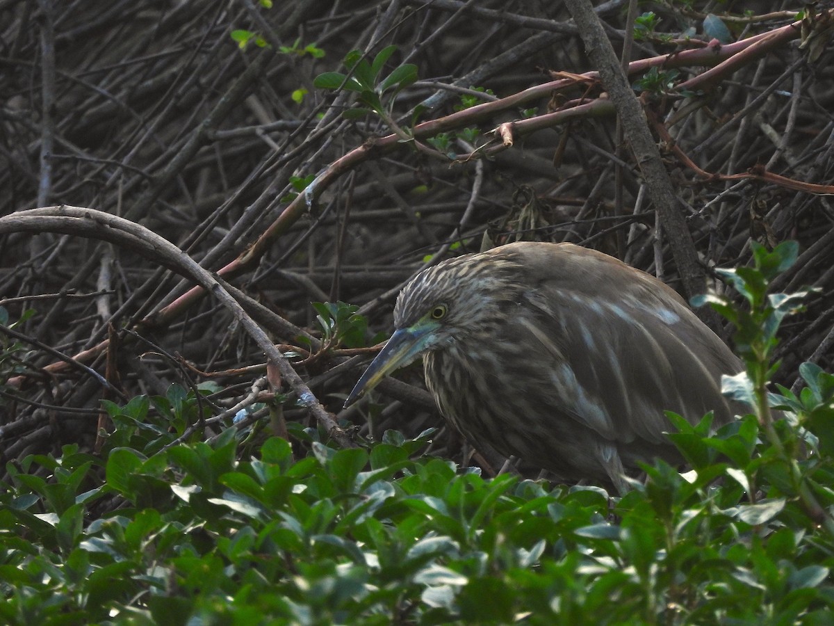 Indian Pond-Heron - ML647687551