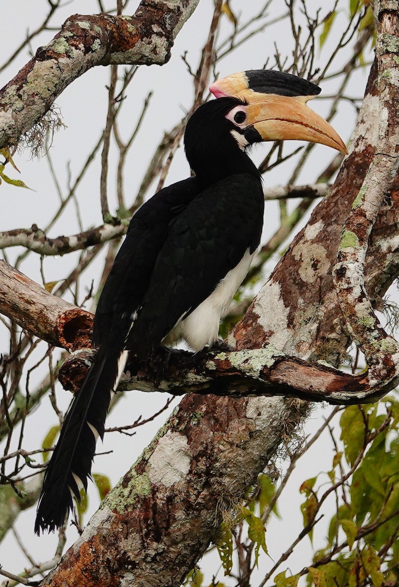 Malabar Pied-Hornbill - ML647687575