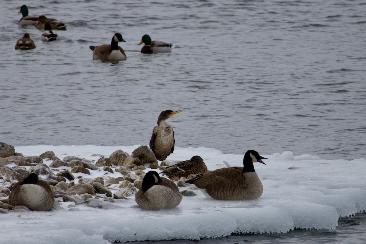 Double-crested Cormorant - ML647687585