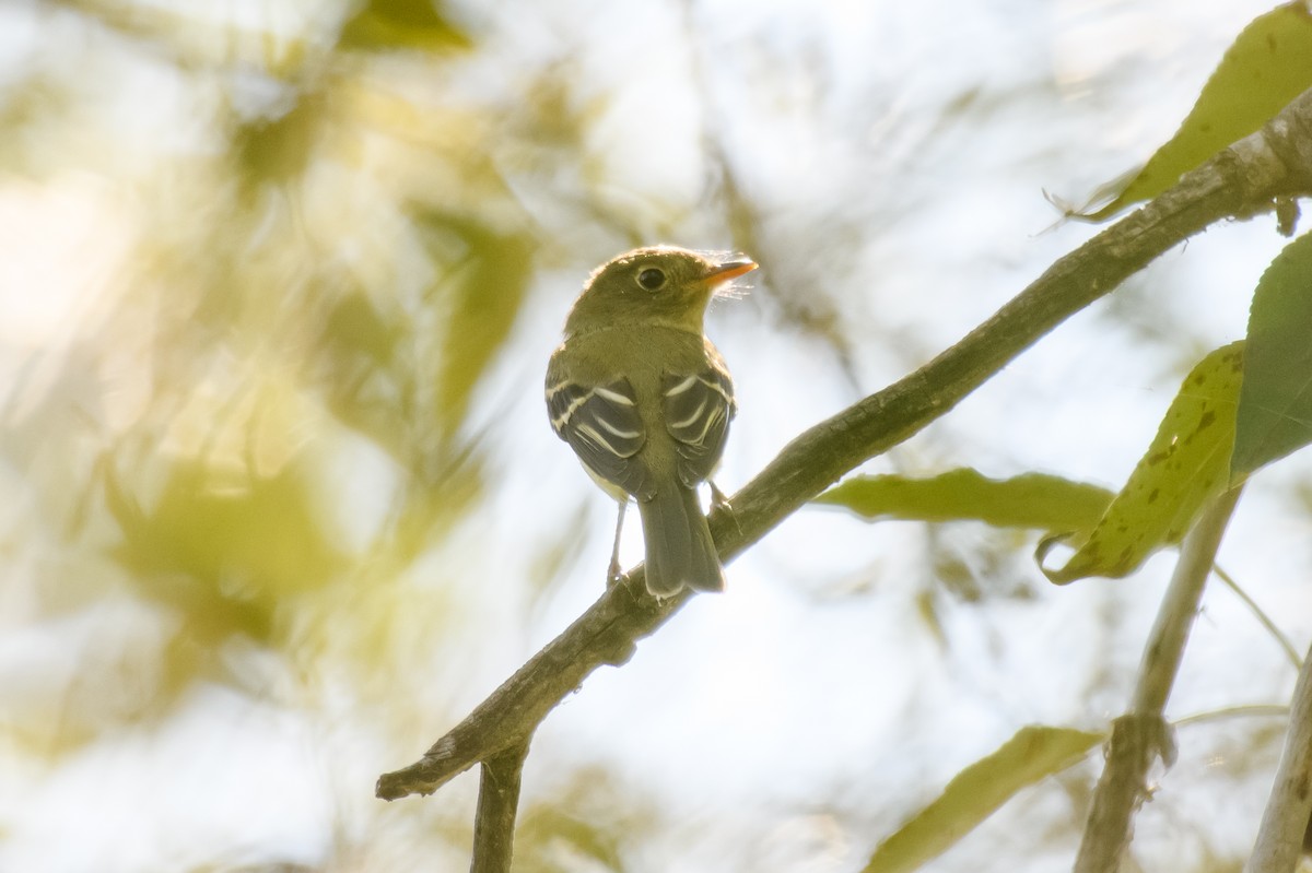 Желтобрюхий мухолов - ML647687586