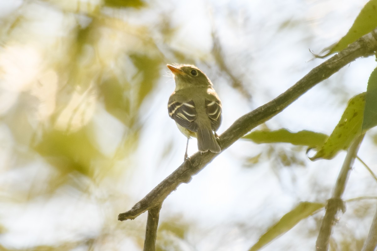 Желтобрюхий мухолов - ML647687587