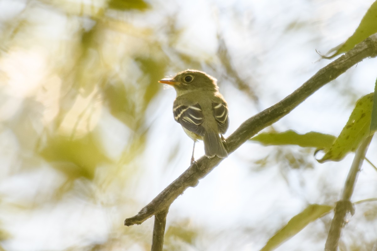 Желтобрюхий мухолов - ML647687588