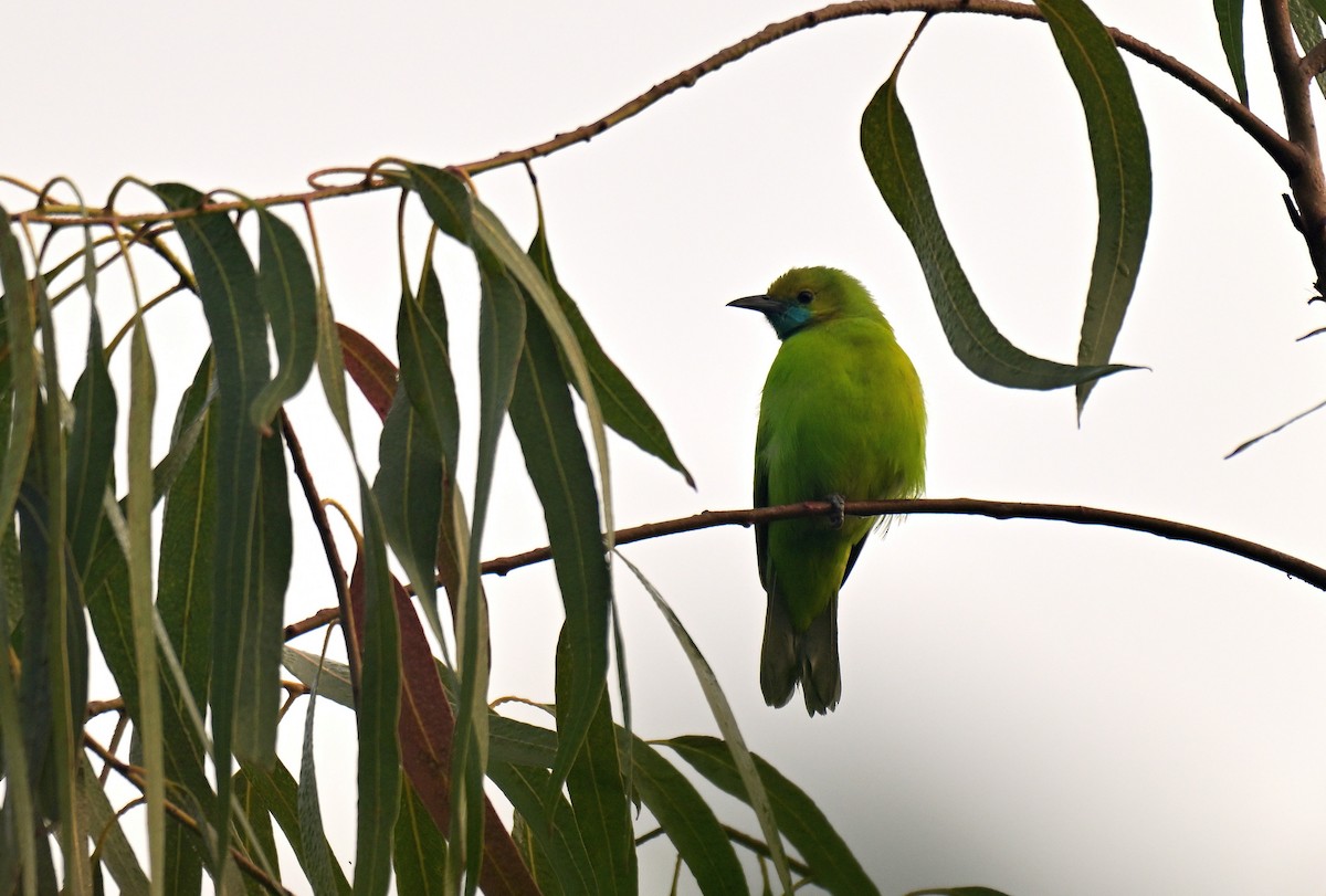 Golden-fronted Leafbird - ML647687606