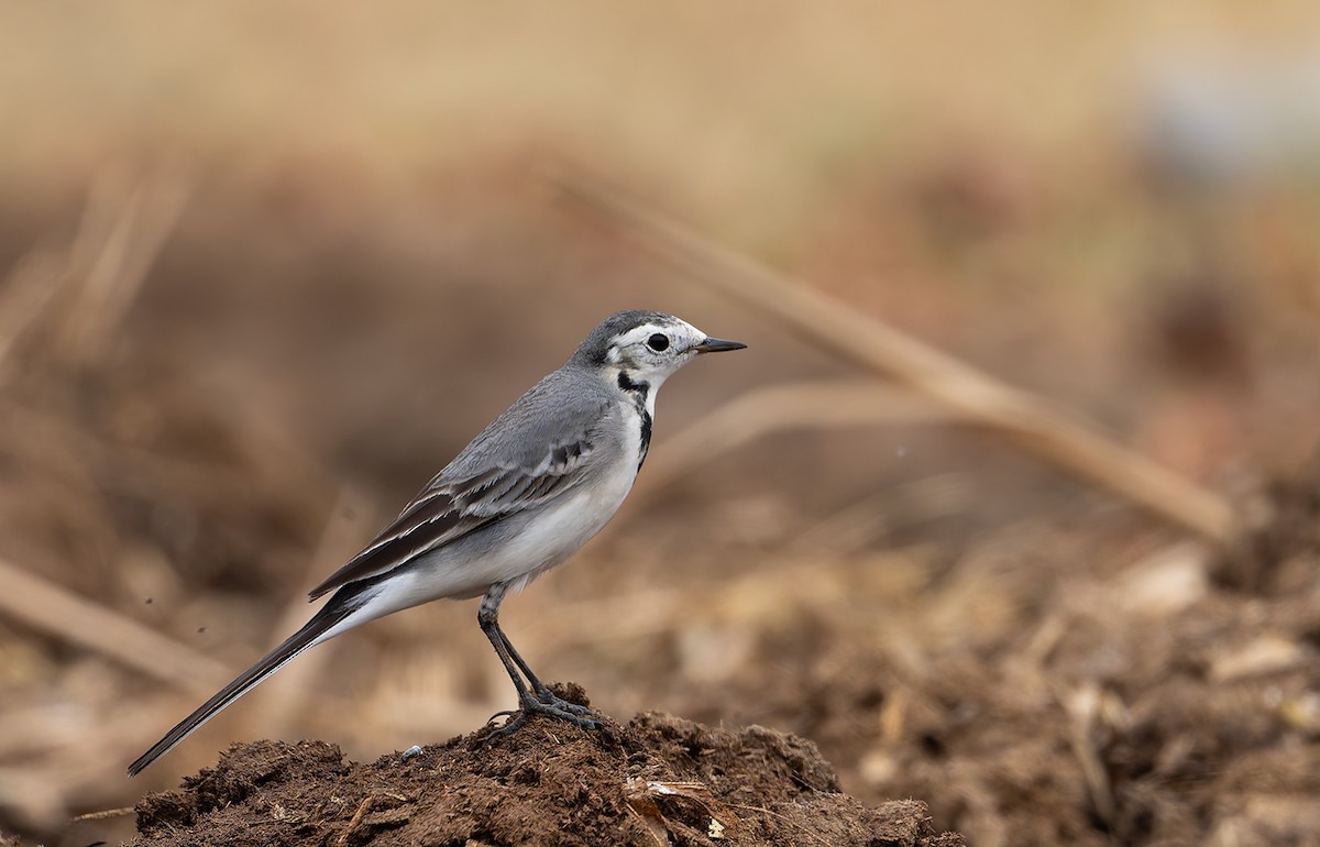 White Wagtail - ML647687619