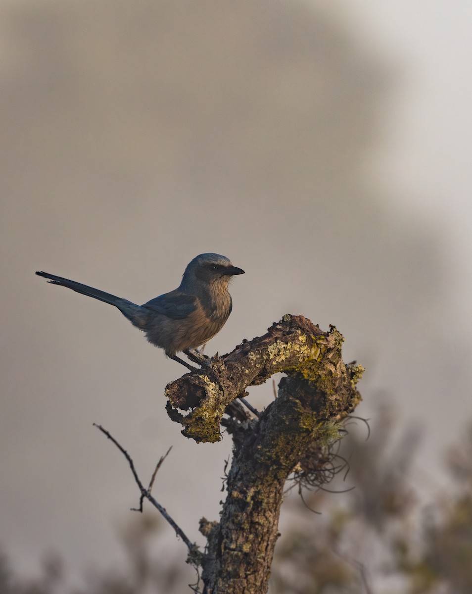 Florida Scrub-Jay - ML647687651