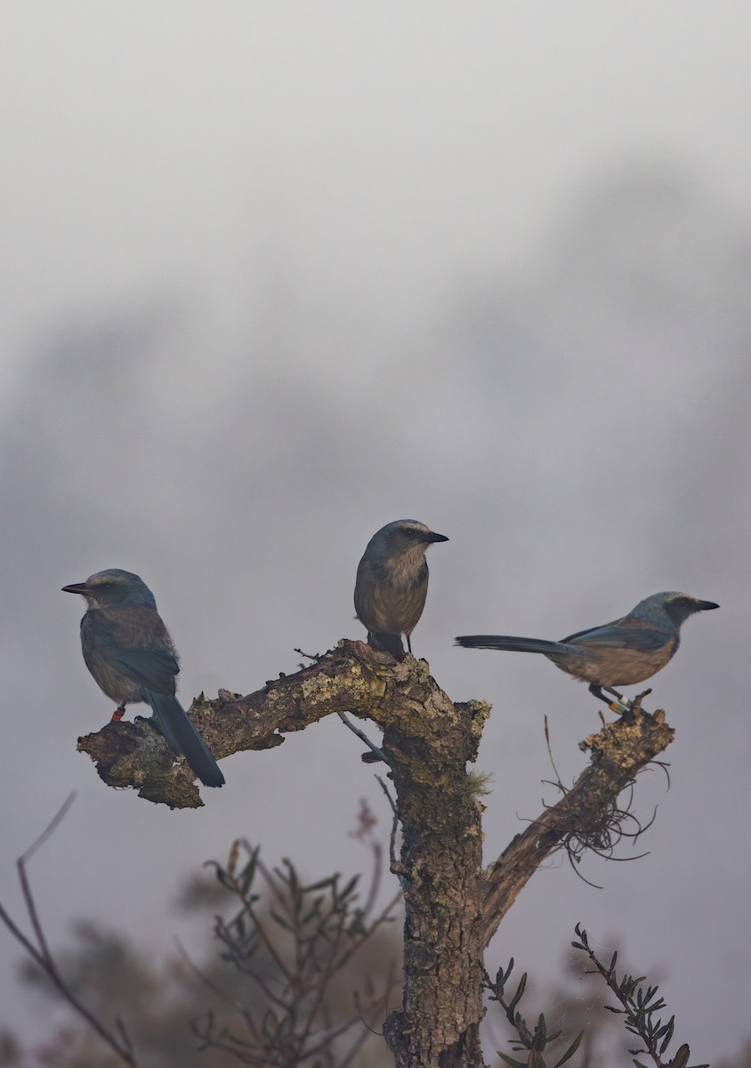 Florida Scrub-Jay - ML647687652
