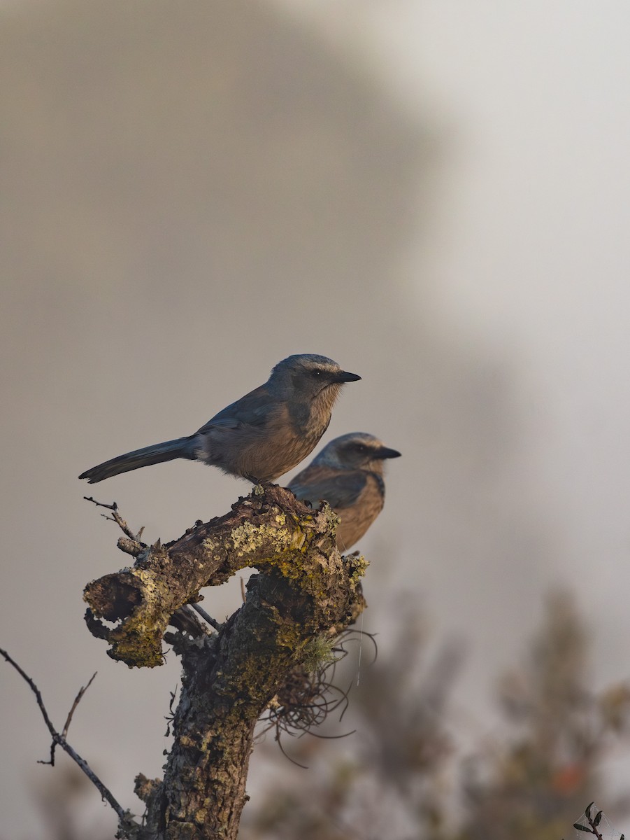 Florida Scrub-Jay - ML647687653