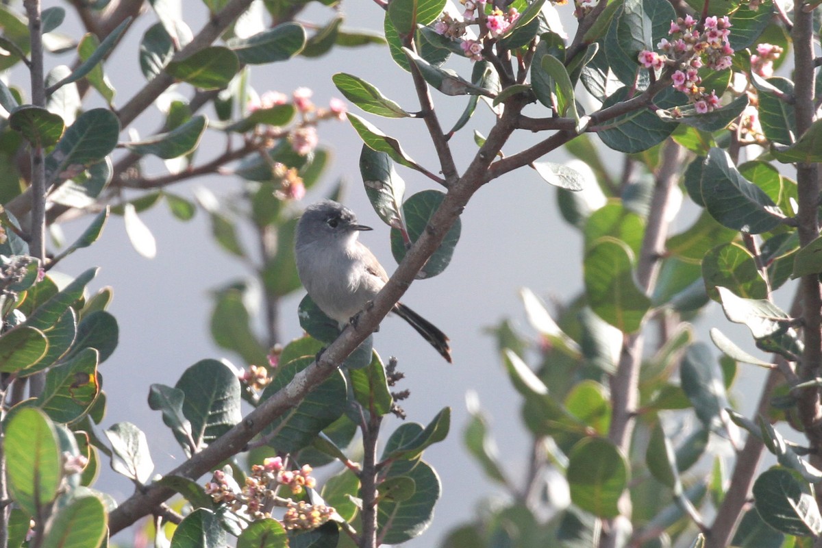 California Gnatcatcher - ML647687668