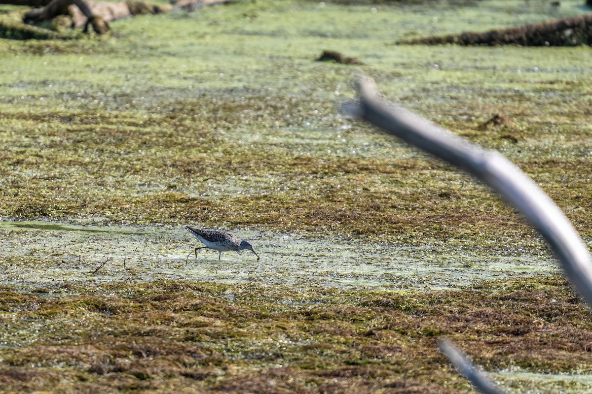 Lesser Yellowlegs - ML647687670