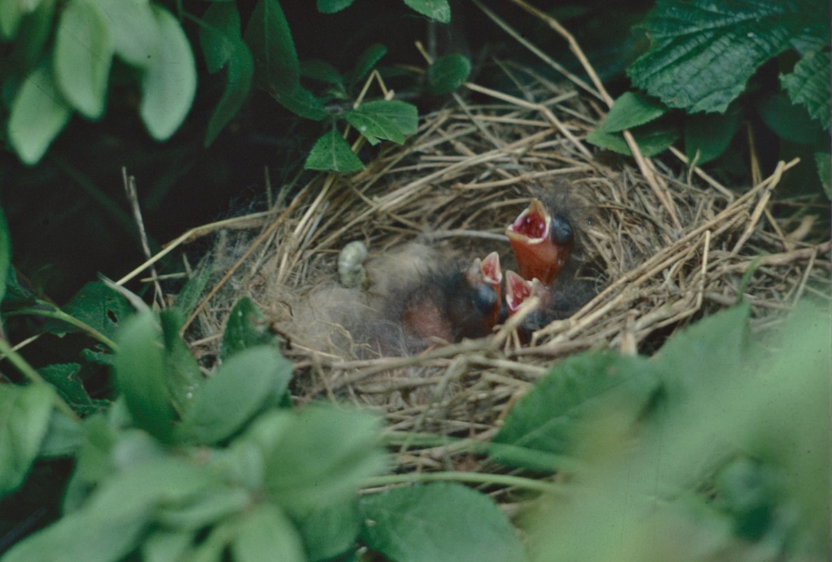 Fauvette des jardins - ML647687675