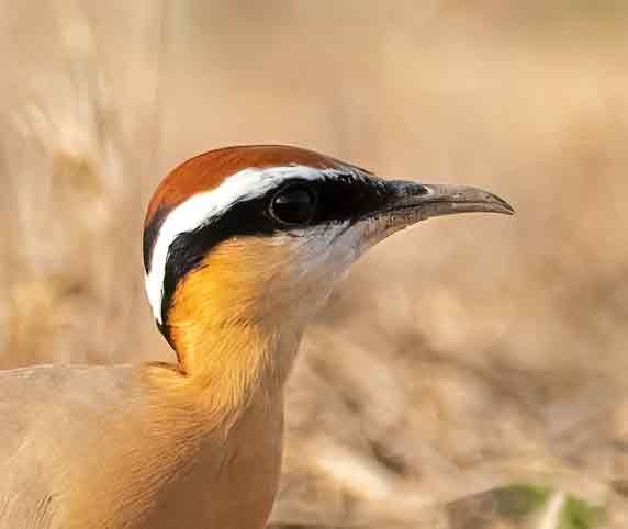 Indian Courser - ML647687714