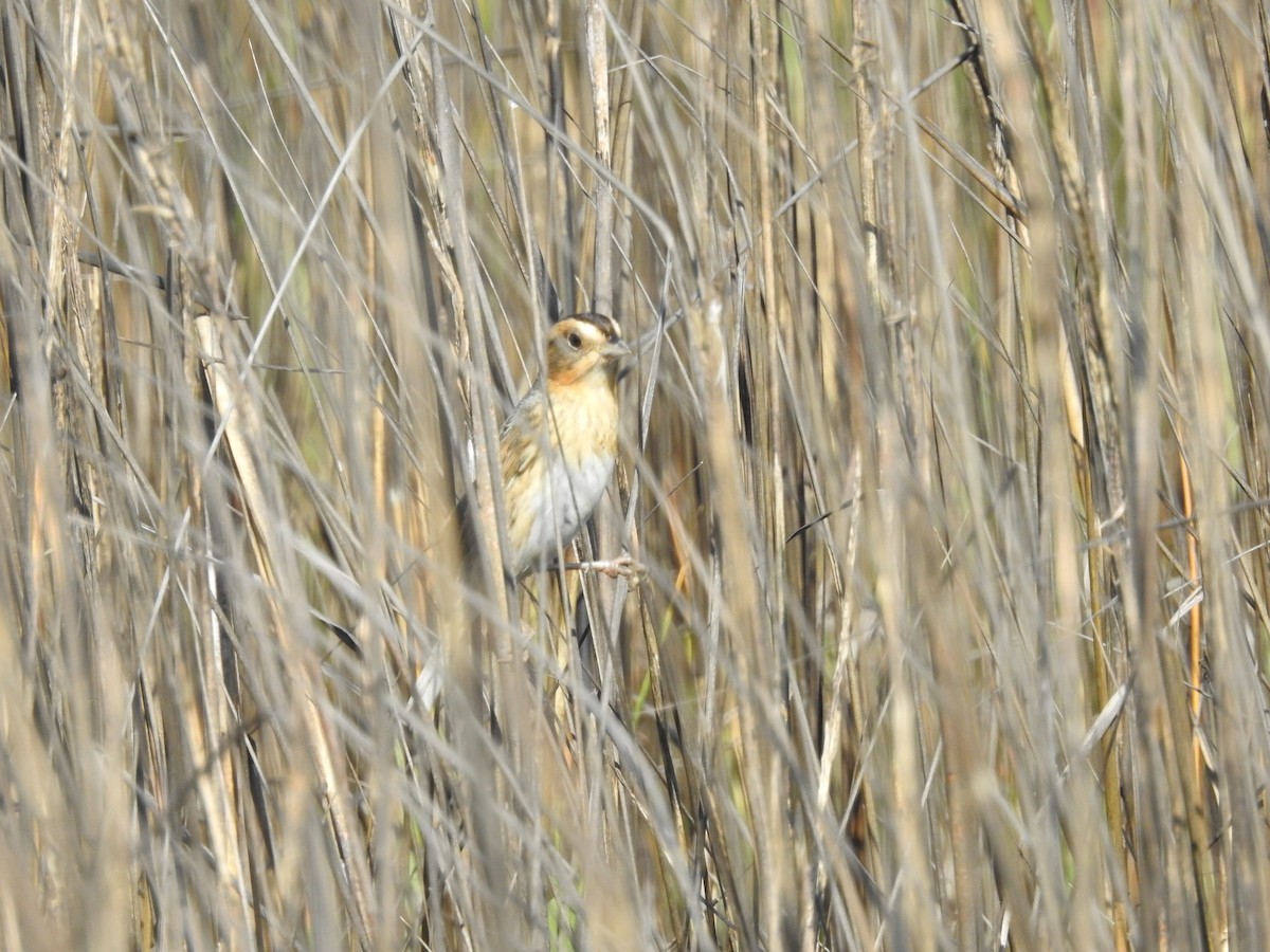 Nelson's Sparrow - ML647687724