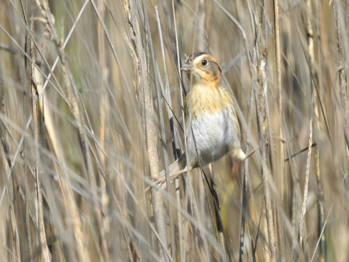 Nelson's Sparrow - ML647687726