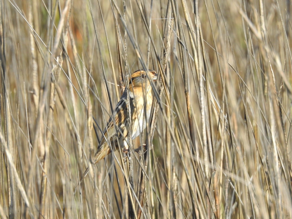 Nelson's Sparrow - ML647687728