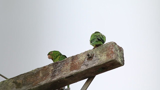White-eyed Parakeet - ML647687749
