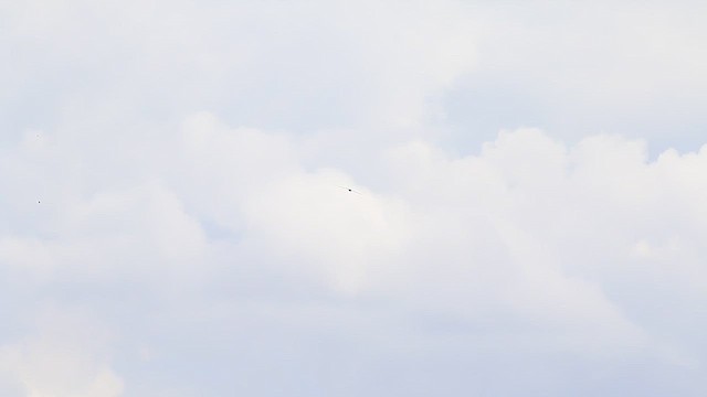 בז אמריקני - ML647687773