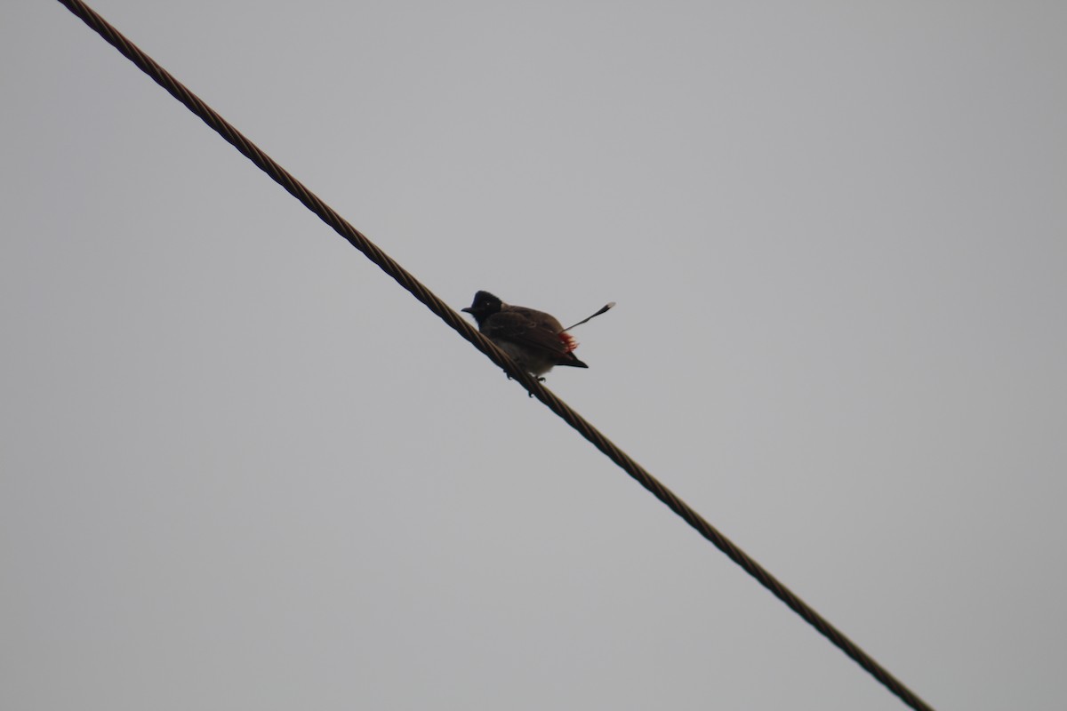 Red-vented Bulbul - ML647687776