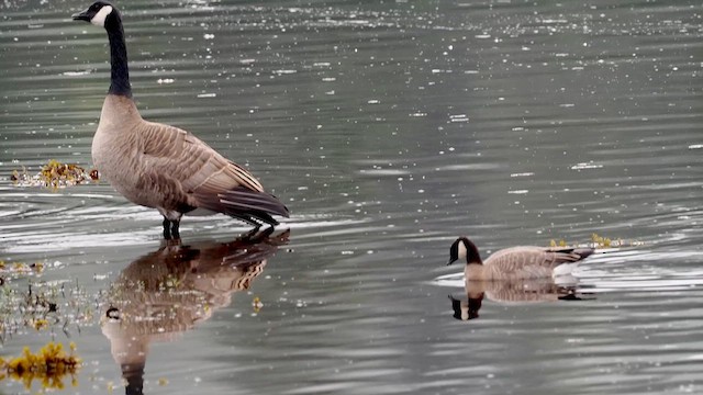 ברנטה גוצית - ML647687793