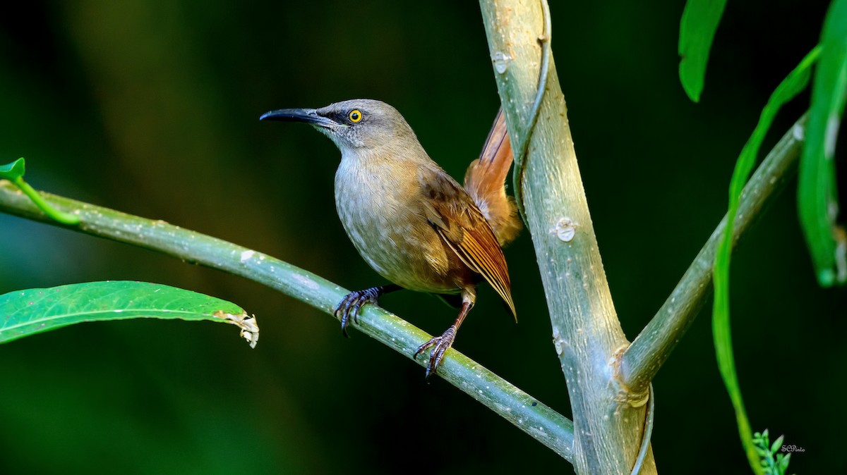 Brown Trembler - ML647687801